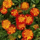 Marigold Harmony Tagetes Patula 25 Seeds