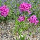 Lychnis Alpina  50 Seeds