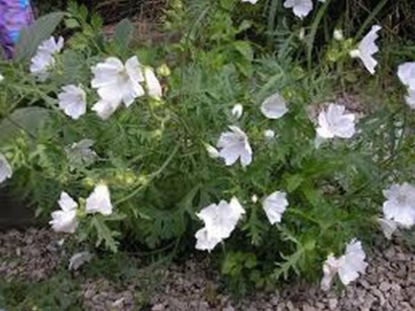 Malva Moschata White 50 Seeds