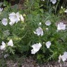 Malva Moschata White 50 Seeds