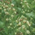 Mignonette Ameliorata Reseda Odorata 100 seeds