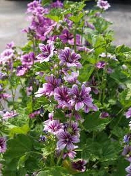 Malva Zebrina 25 Seeds