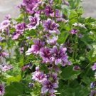 Malva Zebrina 25 Seeds