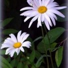 Shasta Daisy Chrysanthemum Maximum 100 seeds