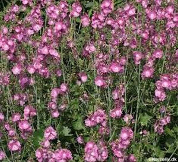 Mallow Sidalcea Malviflora Hem's Hybrids 50 Seeds