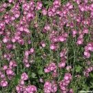 Mallow Sidalcea Malviflora Hem's Hybrids 50 Seeds