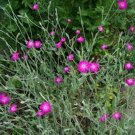 Lychnis Coronaria 100 Seeds