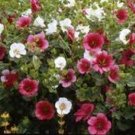 Malope Trifida Mix 50 Seeds