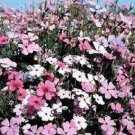 Lychnis Rosett 400 Seeds