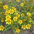Marigold Bur Bidens Aurea 50 Seeds