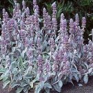 Lamb's Ear Byzantina 50 Seeds
