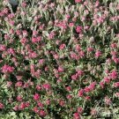 Pussytoes Anntenneria Dioica Red 50 seeds