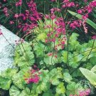 Coral Bells Heuchera Mix 50 Seeds