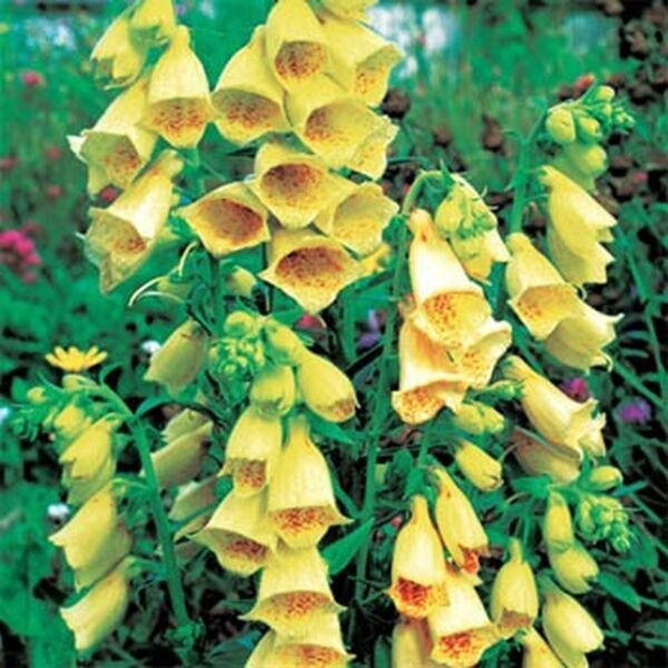 Foxglove Yellow 50 Seeds