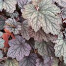 Coral Bells Heuchera Americana 50 Seeds