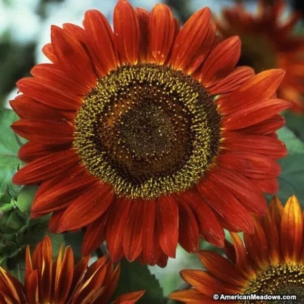Sunflower Red Sun 100 Seeds