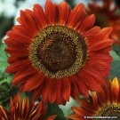 Sunflower Red Sun 100 Seeds