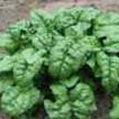 Spinach Giant Noble 100 Seeds