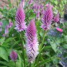 Celosia Spicata flamingo 50 seeds
