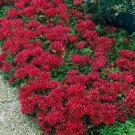 Sedum Summer Glory 50 Seeds