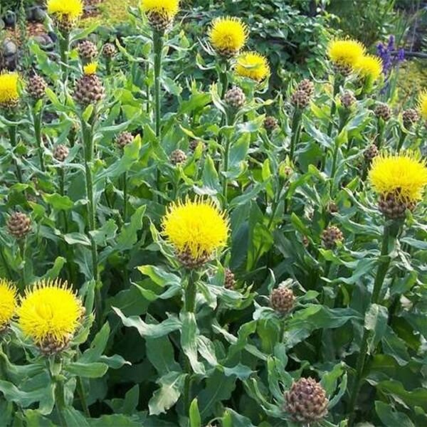 Cornflower Centaurea Macrocephala 25 Seeds