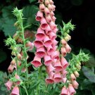Foxglove Strawberry Summer 100 Seeds