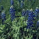 Texas Bluebonnet Lupinnis 100 Seeds