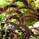 Setaria Red Jewel Italica 25 seeds