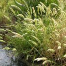 Rabbits Foot Grass Polypogon monspeliensis 100 seeds