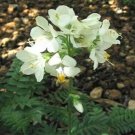 Jacob's Ladder White 50 Seeds