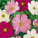 Cosmos Sensation Mix 100 Seeds