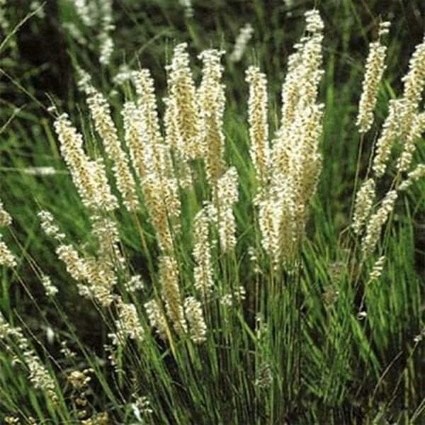 Melica Ciliata 25 Seeds