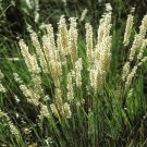 Melica Ciliata 25 Seeds