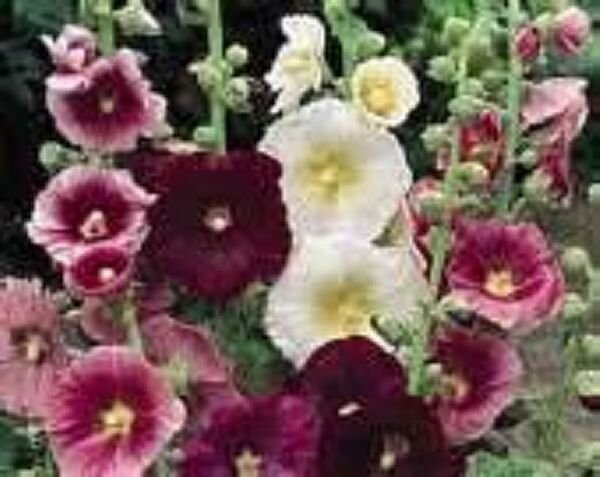 Hollyhock Indian Spring Mix 50 seeds