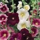 Hollyhock Indian Spring Mix 50 seeds