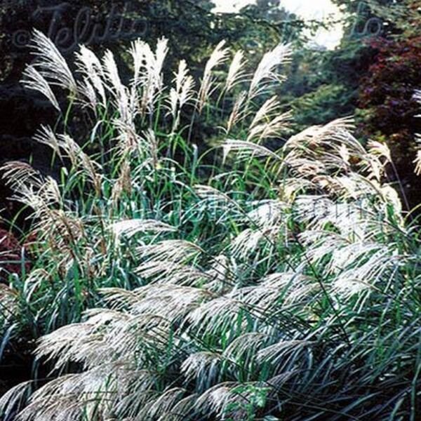 Chinese Silver Grass Early Hybrids Miscanthus 25 seeds
