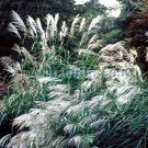 Chinese Silver Grass Early Hybrids Miscanthus 25 seeds