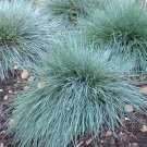 Blue Fescue Festuca cincerea glauca varna 25 seeds