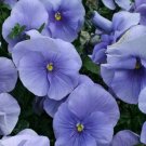 Pansy Light Blue 50 Seeds