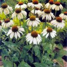 Coneflower White Swan 25 Seeds