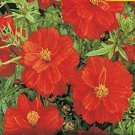 Cosmos Sulphur Red 100 Seeds