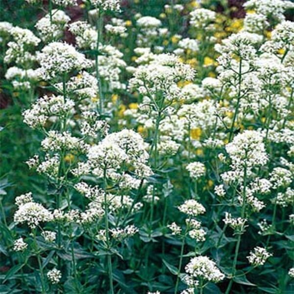 Jupiter's Beard White 50 Seeds
