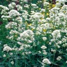 Jupiter's Beard White 50 Seeds
