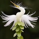 Egret Orchid Flower Purity And Elegance unique gardening plants 50 Seeds