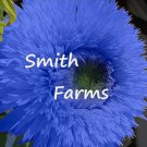 50 Seeds Blue Teddy Bear Sunflowers Planting Sun Flowers
