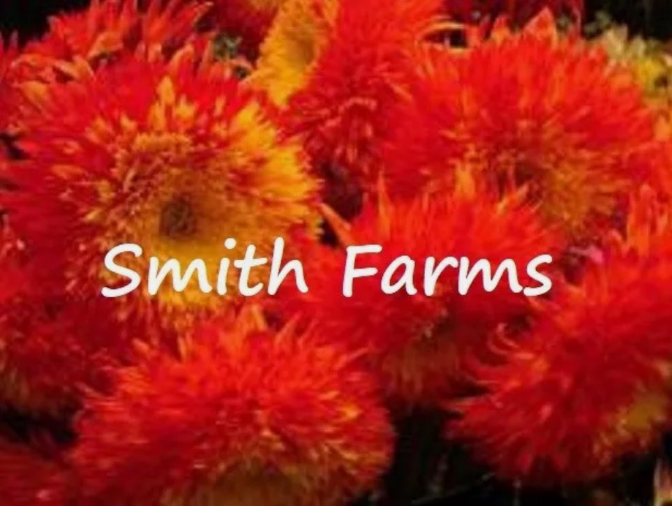 50 Seeds Red Teddy Bear Sunflowers Planting Sun Flowers