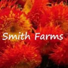 50 Seeds Red Teddy Bear Sunflowers Planting Sun Flowers