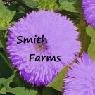 50 Seeds Purple Teddy Bear Sunflowers Planting Sun Flowers