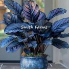 25 Seeds Gray & Blue Calathea Flowers Garden