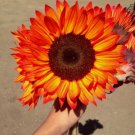 20 Orange Autumn Sunflower Seeds Plants Garden Plants flower colorful